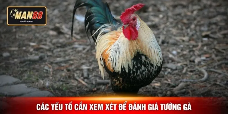 Các yếu tố cần xem xét để đánh giá tướng gà
