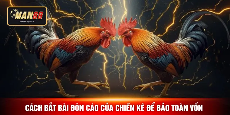Cách bắt bài đòn cáo của chiến kê để bảo toàn vốn 
