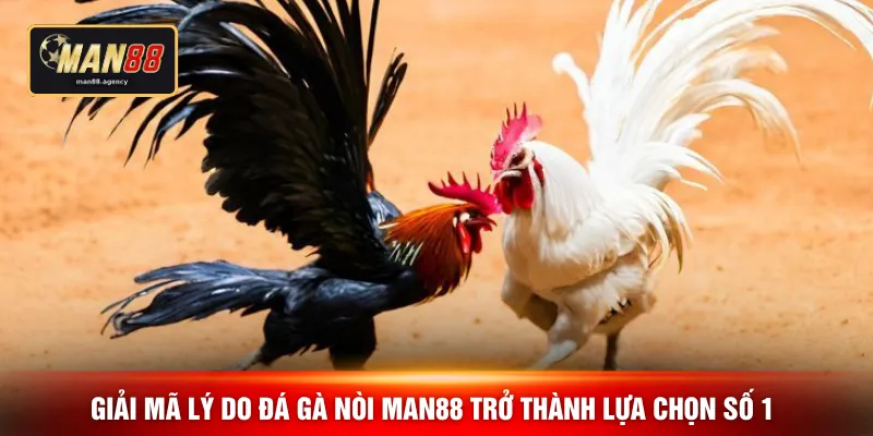 Giải mã lý do đá gà nòi MAN88 trở thành lựa chọn số 1 