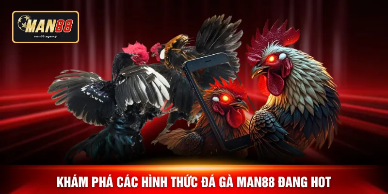 Khám phá các hình thức đá gà MAN88 đang hot