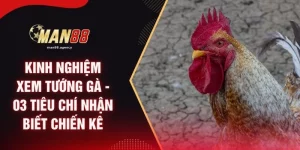 Kinh Nghiệm Xem Tướng Gà - 03 Tiêu Chí Nhận Biết Chiến Kê